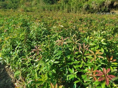 福新苗圃 專注木荷大田苗培育，通州銷售服務至上