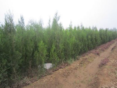 墓地綠化選擇 側(cè)柏與塔柏的對比分析——以河北定州市明遠苗圃場為例