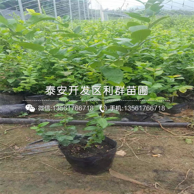 晚藍藍莓樹苗 從優(yōu)質(zhì)苗圃到專業(yè)銷售基地的培育與選購指南