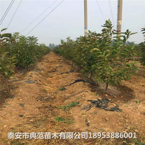 車?yán)遄訖烟覙涿鐑r(jià)格與報(bào)價(jià)概況 苗圃培育與銷售指南