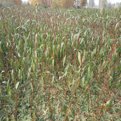 映霜紅桃樹苗 苗圃直銷，高成活率的優(yōu)質(zhì)之選